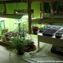 How to Select the Best Grow Light for Indoor Growing