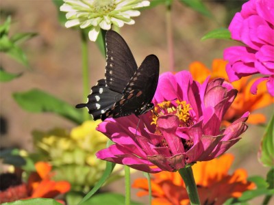 Butterfly gardening relieves stress, provides homes for declining ...