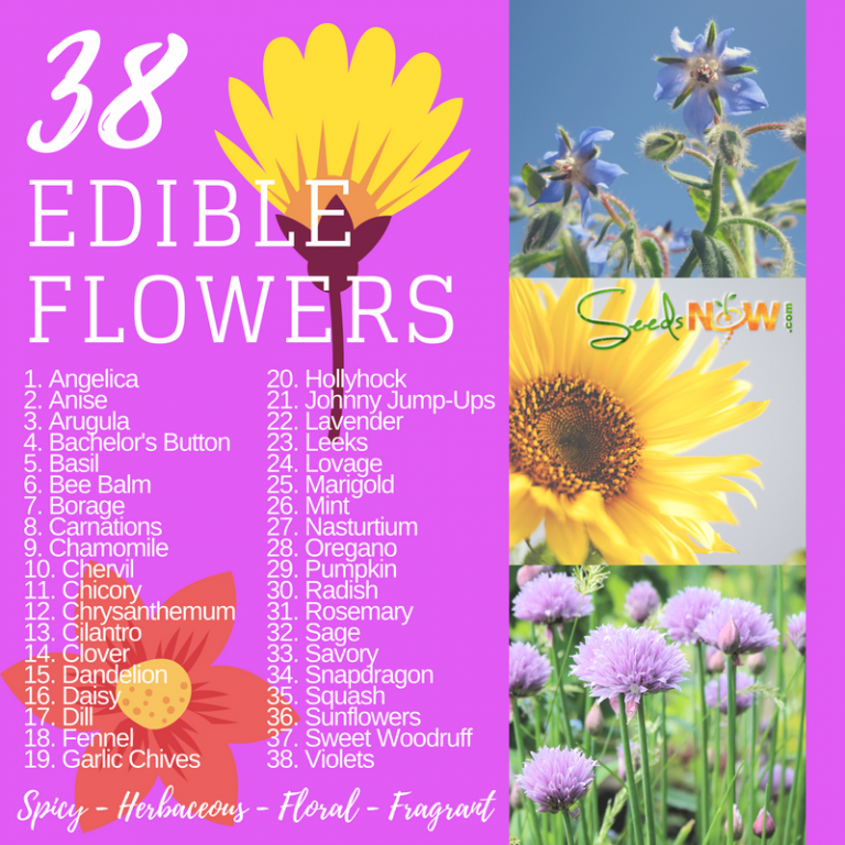 Flowers You Can Eat, 38 Edible Flowers Urban Organic Gardener