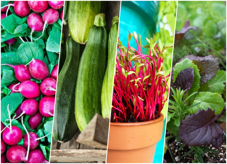 little-black-eggs-on-my-plants-urban-organic-gardener